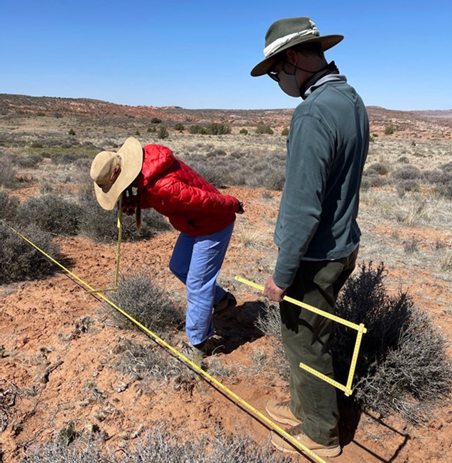 A man stands next to a woman measuring the height of a dead shrubby plant in a red rock landscape