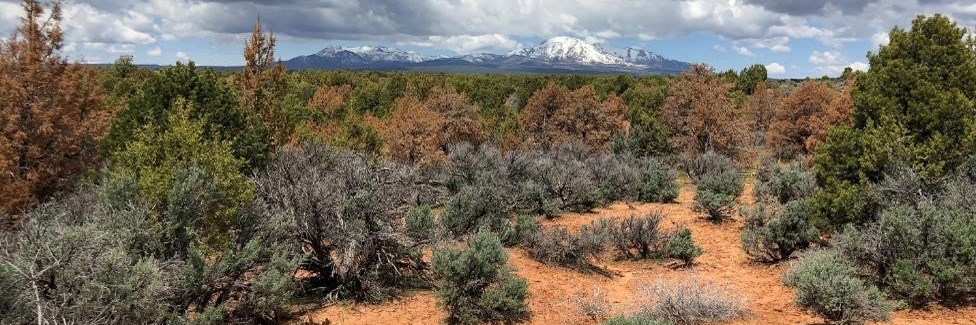 Green, brown, and dead grey juniper trees in red soil, mountain in background
