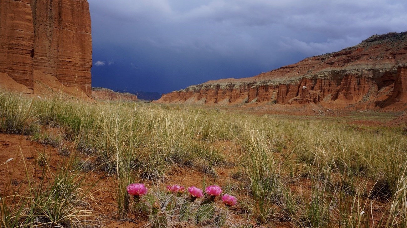 Grassland with large pink flowers in foreground. A storm brews over red rock cliffs in background.