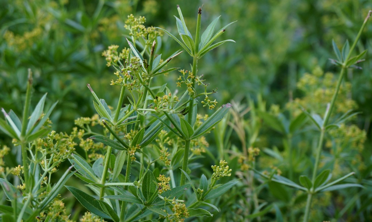 Bright green plant with elongated leaves