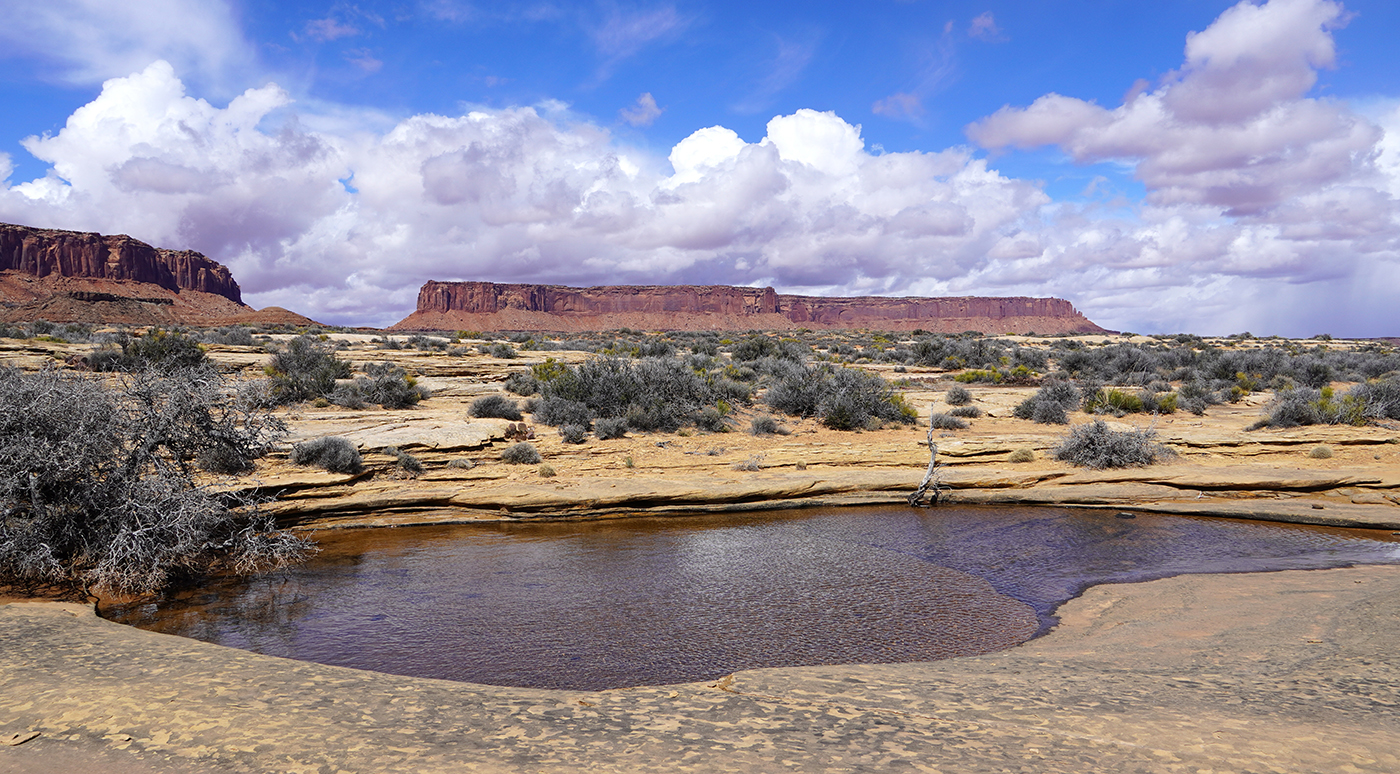 Two dead pinyon trees in red rock landscape. Two dead pinyon trees in red rock landscape.