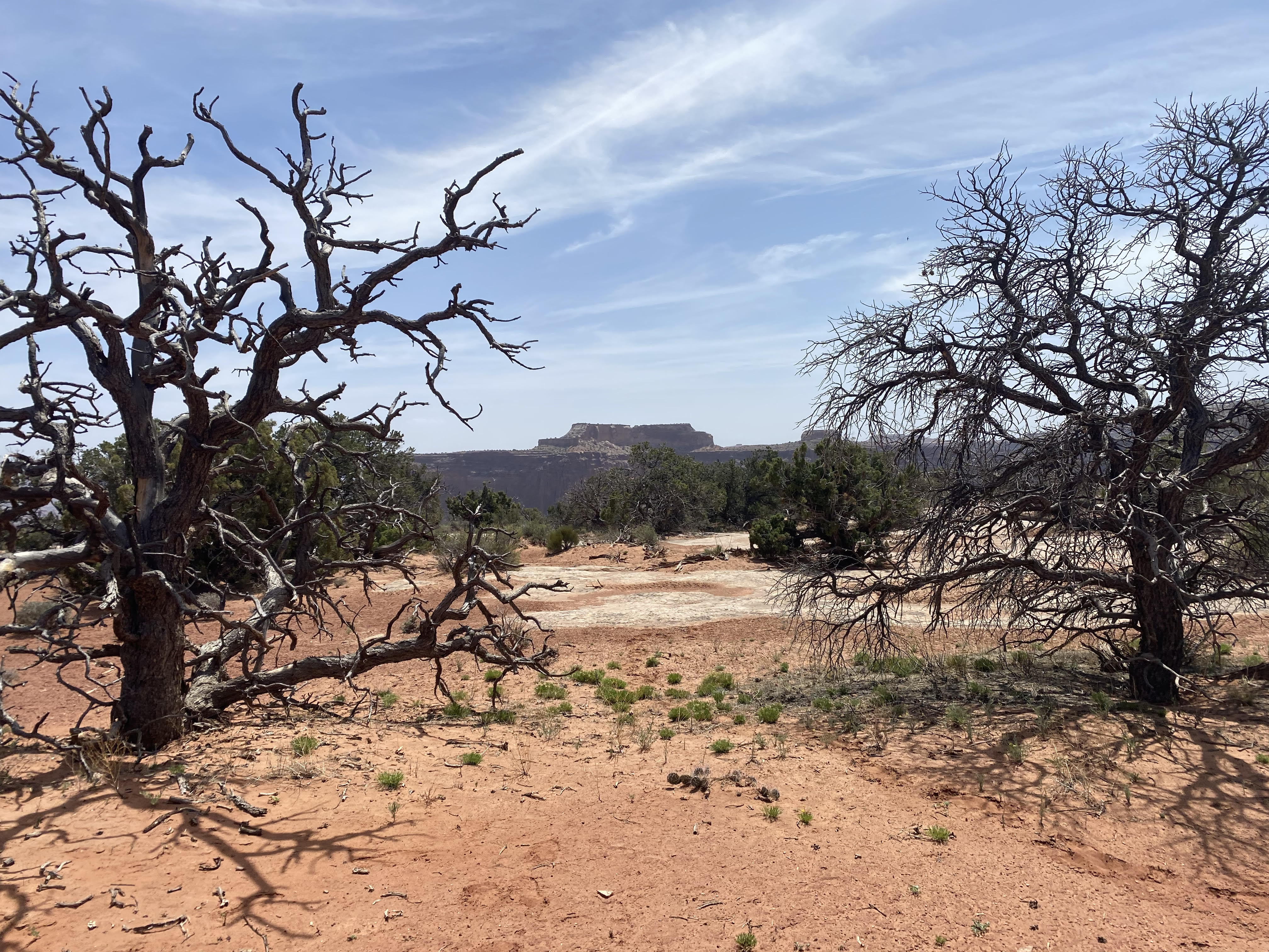 Two dead pinyon trees in red rock landscape. Two dead pinyon trees in red rock landscape.