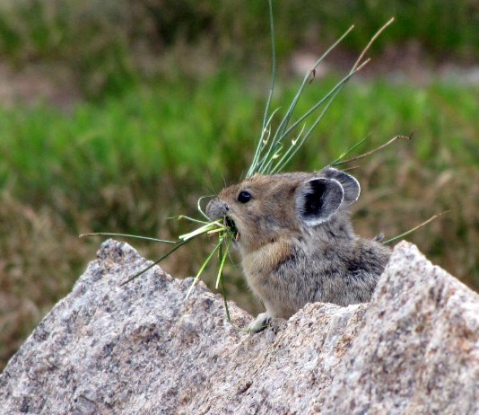 A pika sits on a rock with a mouthful of grass