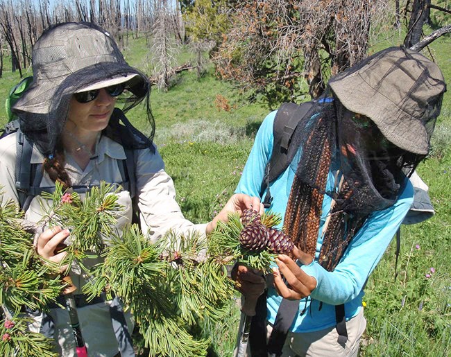 Two people in headnets handle whitebark pine cones