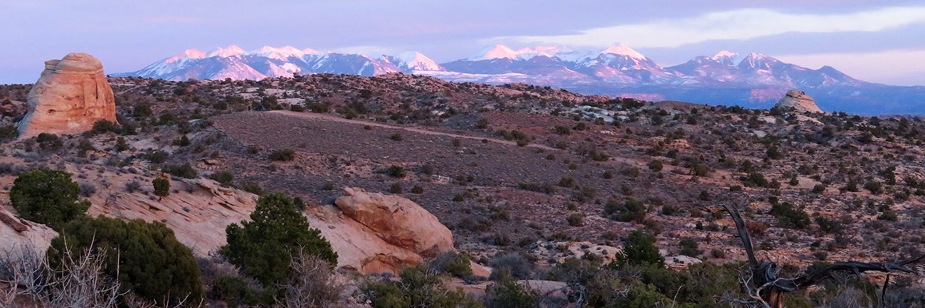 Red rock landscape with junipers and mountains in the background