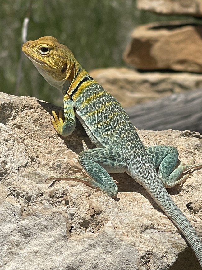 Collared Lizard on Sandstone PhotoCredit N. Barber Turquoise and yellow lizard with a black band around its neck on a rock.