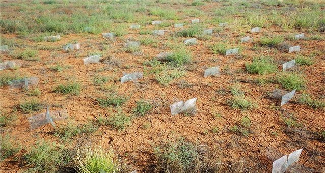 ConMods Short green plants grow behind short screens in red soil