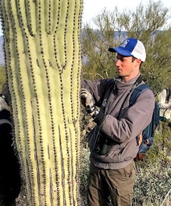 Man measures a saguaro cactus