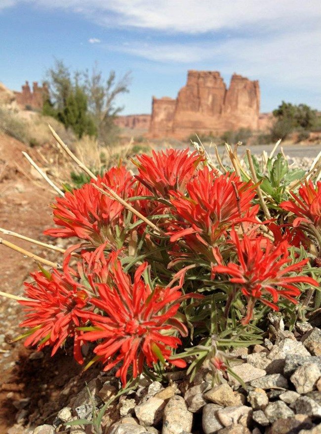 Bright red desert Indian paintbrush blooming in rocky soil at Arches National Park.