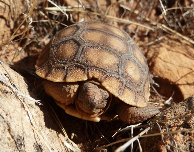 Desert tortoises (Gopherus agassizii) are a threatened species rarely seen in Zion National Park. A two-inch desert tortoise hatchling tucked into its shell.