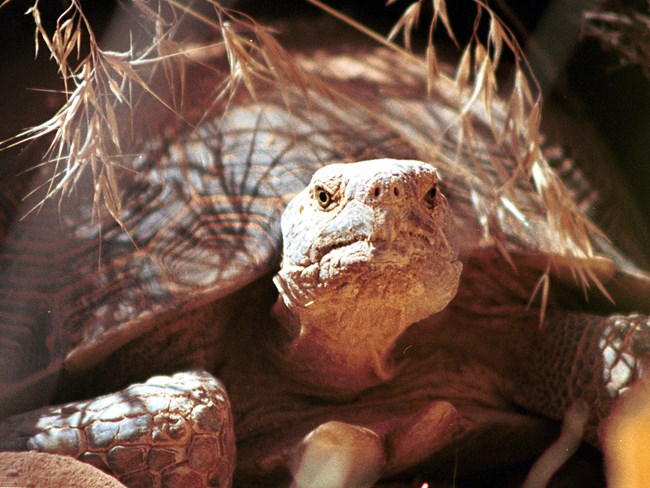 Desert tortoise looks into camera Desert tortoise looks into camera