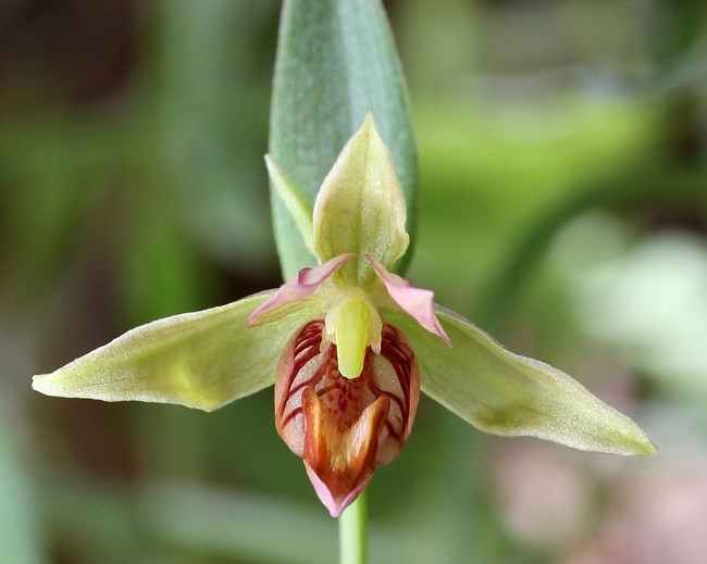 Close-up of a blooming giant helleborine (Epipactis gigantea) flower with green background.