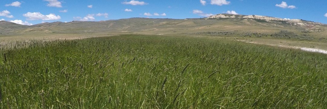 Field of tall, green grass in foreground. Blue sky and butte in background.