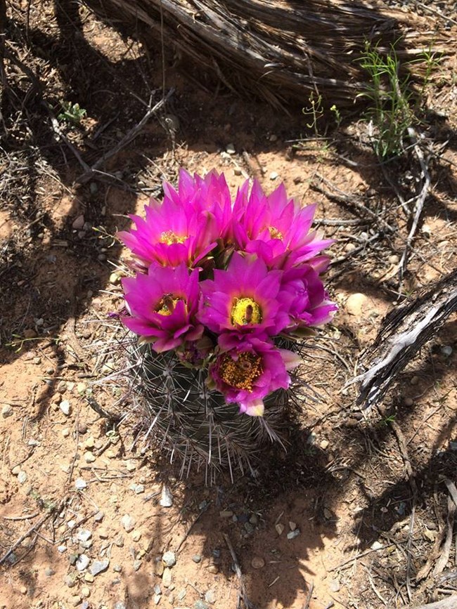Fishhook cactus (Sclerocactus whipplei), Hovenweep National Monument, NPS Magenta flowers bloom atop a Fishhook cactus growing in sandy desert soil.