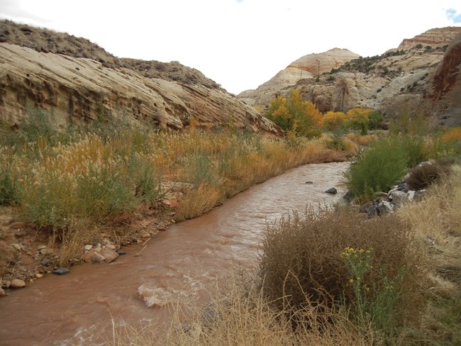Reddish-brown stream with riparian vegetation
