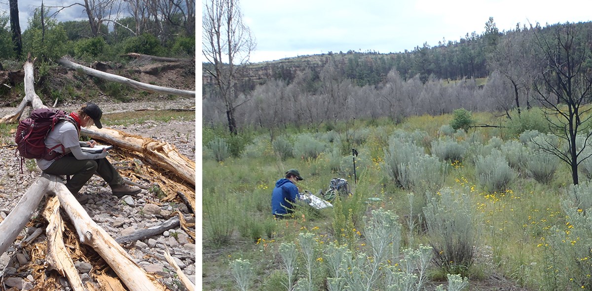 Two photos. 1: A woman sits on a log near a rocky streambank, bent over a clipboard. 2: A man sits in a field of forbs and shrubs with clipboard; trees in background.