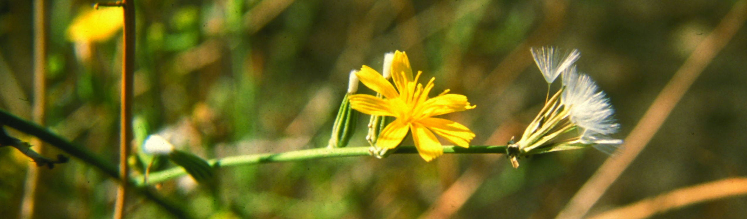 Six-petaled yellow flower on stiff stem of spindly plant
