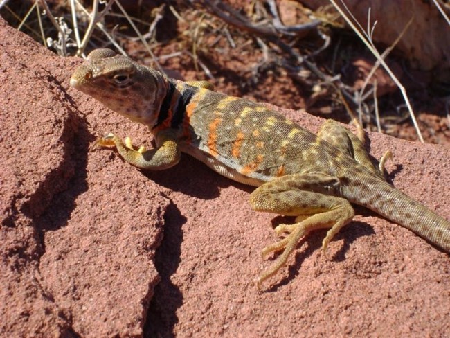 This elusive, bipedal-running lizard thrives on rocky slopes at Pipe Spring. Great Basin collared lizard resting on a red rock.