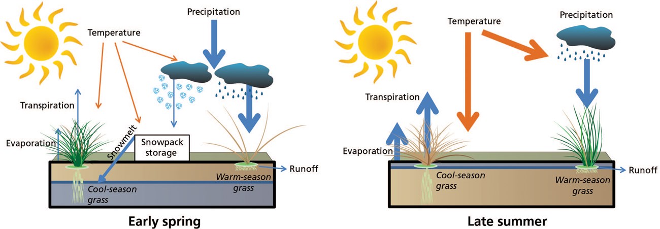 Diagrams showing water balance in early spring and late summer