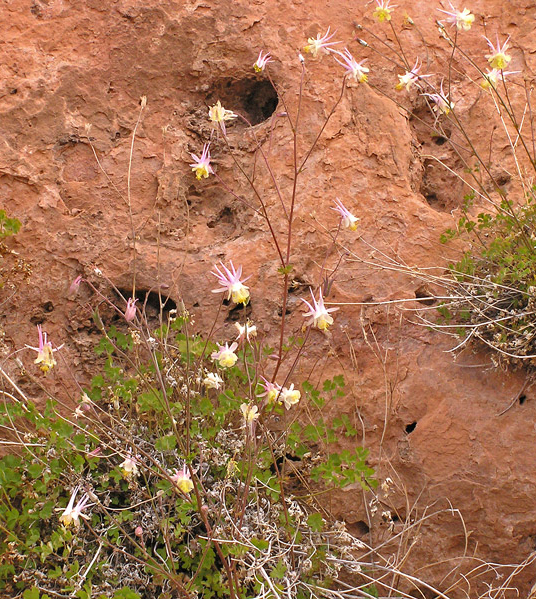 Pink, shooting-star-like flowers against a sandstone wall.