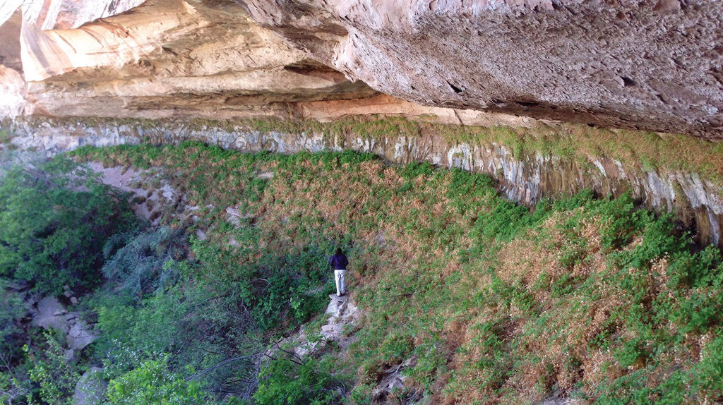 A person walks on a steep incline beneath an overhanging sandstone cliff, surrounded by green plants growing on the wall and incline.