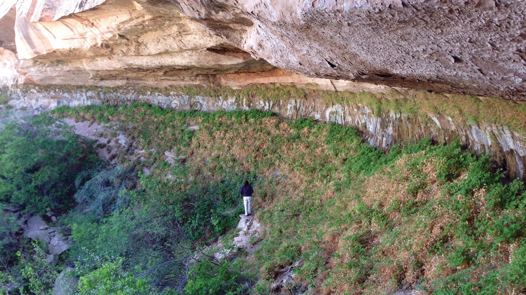 A person walks on a steep incline beneath an overhanging sandstone cliff, surrounded by green plants growing on the wall and incline. A person walks on a steep incline beneath an overhanging sandstone cliff, surrounded by green plants growing on the wall and incline.