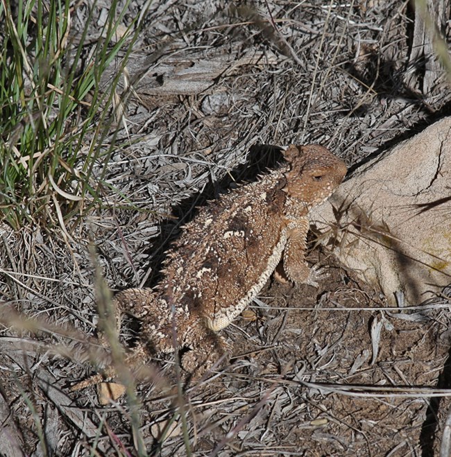 Look closely—horned lizards blend seamlessly into their surroundings along trails like Ruple Point. Horned lizard camouflaged against dry grass and soil.