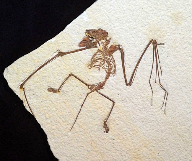 One of the oldest bat fossils ever discovered, this Icaronycteris gunnelli specimen helps scientists study the early evolution of flight and echolocation. Fossil bat skeleton with wings outstretched on cream-colored rock slab