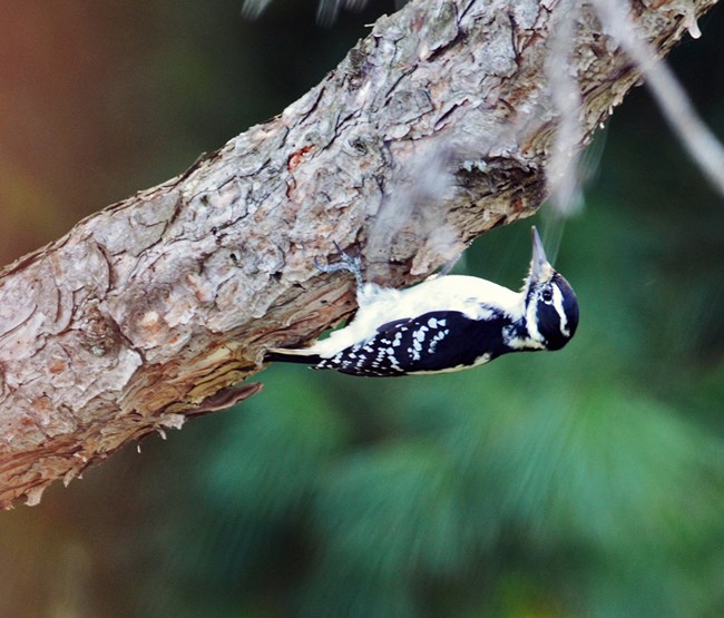 Hairy woodpecker Black-and-white woodpecker hangs on the lower side of a tree branch.