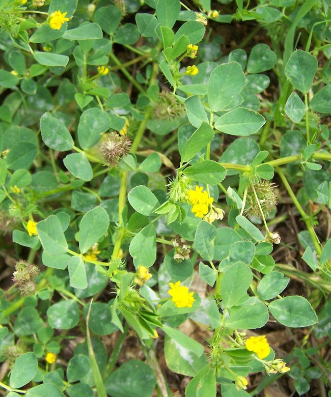 Three-leaved green groundcover with small yellow flowers.