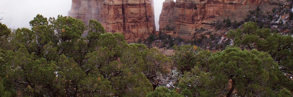 Juniper trees Green juniper trees and red rock.