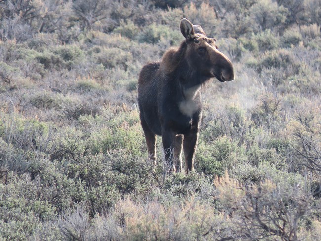 A female moose (Alces alces) pauses in the sagebrush along the Nature Trail at Fossil Butte. Female moose (Alces alces) standing in sagebrush.