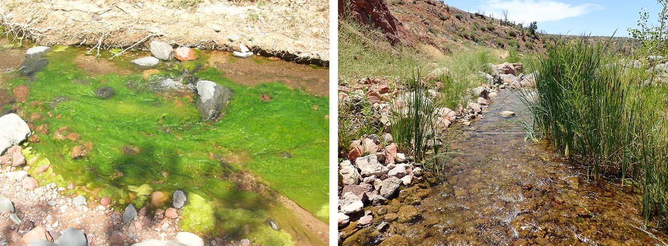 Two images: Flowing creek with large, bright green algae bloom, left, and clear-running creek with sedges, right.