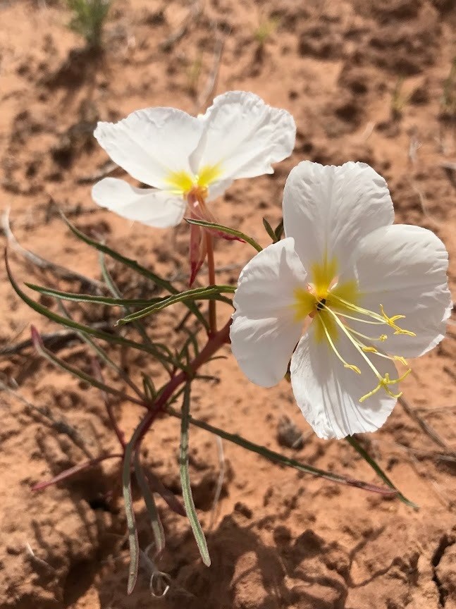 Pale evening primrose thrives in open sandy soils and blooms across Dinosaur National Monument. White pale evening primrose flowers with red stems in sandy soil