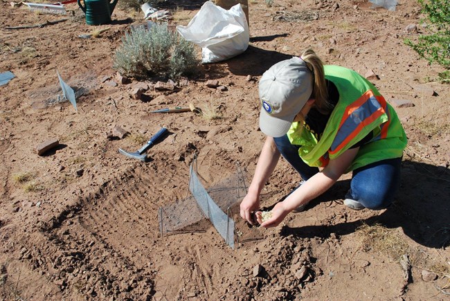 Woman wearing "NPS volunteer" cap sits on ground, laying seeds in the sheltered corner of two small screens forming an X.