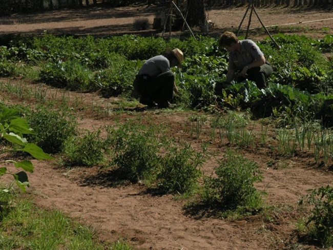 Two park rangers weeding rows of vegetables in a sunny garden.