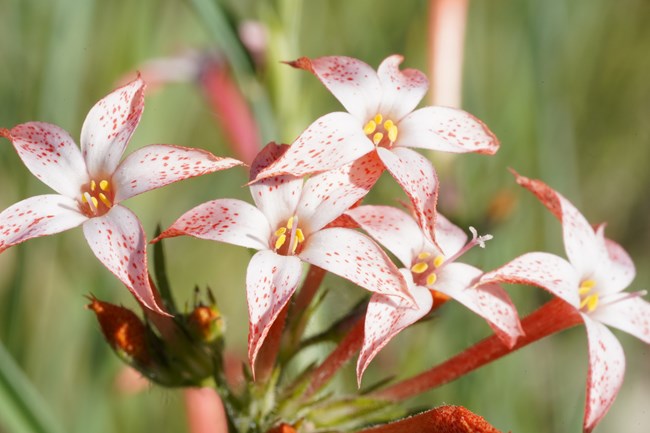 Brilliantly speckled scarlet gilia blossoms stand out along the Nature Trail at Fossil Butte, signaling midsummer bloom in the sagebrush steppe. Close-up of scarlet gilia flowers with red speckles on white petals.