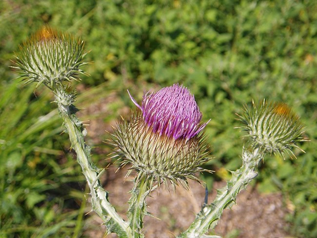 Scotch thistle Skeletal weed with pink flower