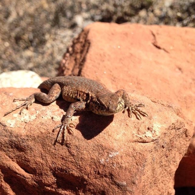Side-blotched lizard basking on red sandstone in Arches National Park.