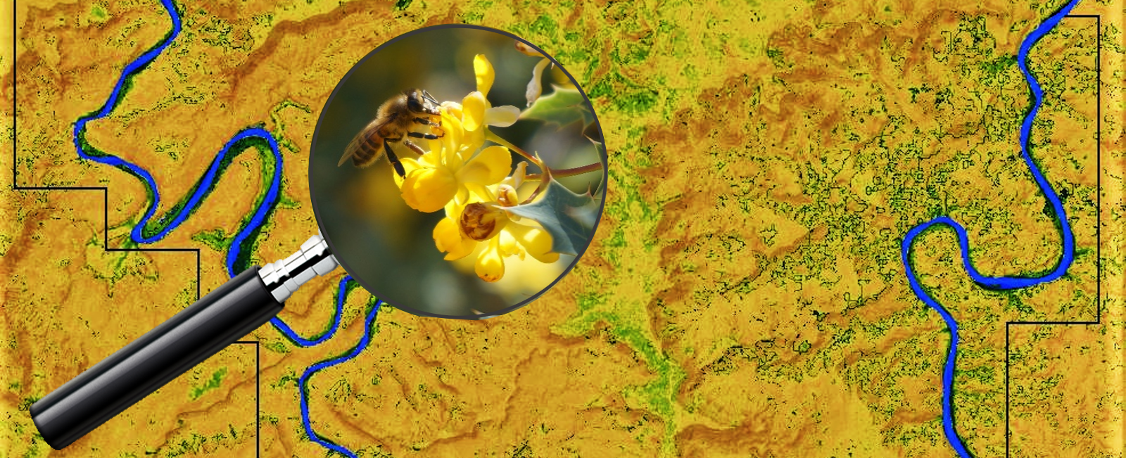 A bee is shown in a magnifying glass overlaying a satellite image