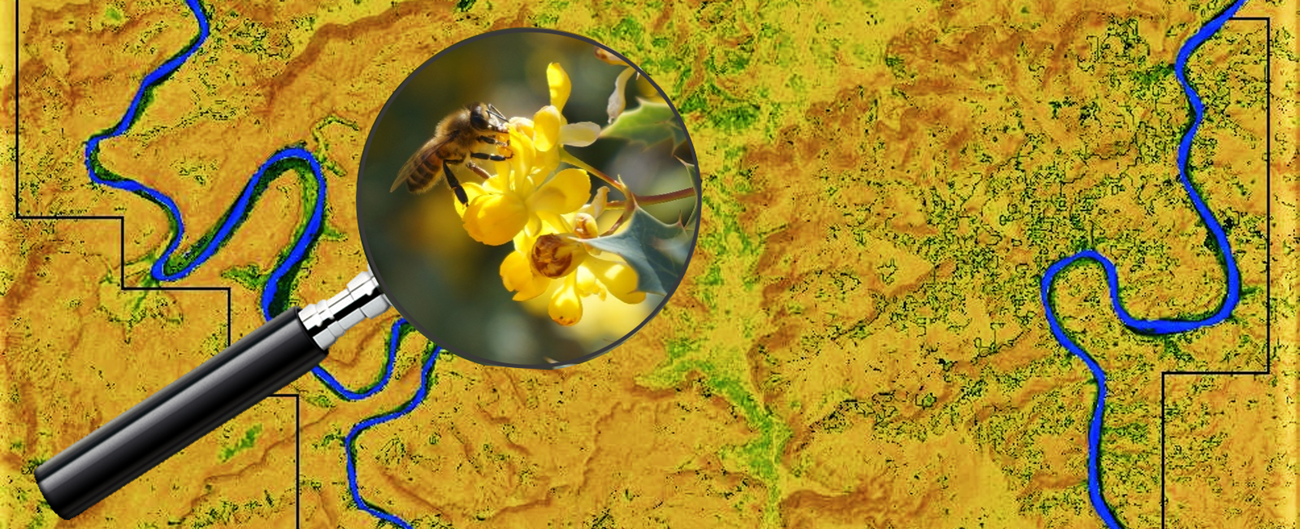 banner image A bee is shown in a magnifying glass overlaying a satellite image