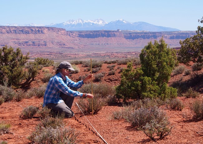 A woman in a red rock landscaoe measures the height of a shrub next to a transect tape