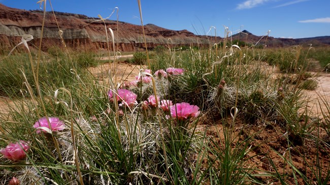 Bright pink flowers grow near the ground with bunchgrasses in a red rock landscape