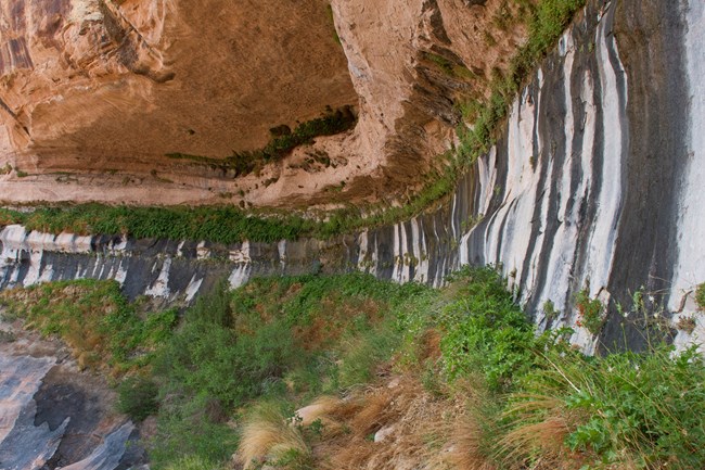 Water drips down canyon wall into green hanging garden