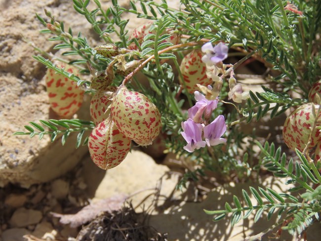 Starveling milkvetch (Astragalus jejunus var. jejunus) grows low to the ground, with purple flowers and speckled pods. Starveling milkvetch with purple flowers and red-speckled seed pods.