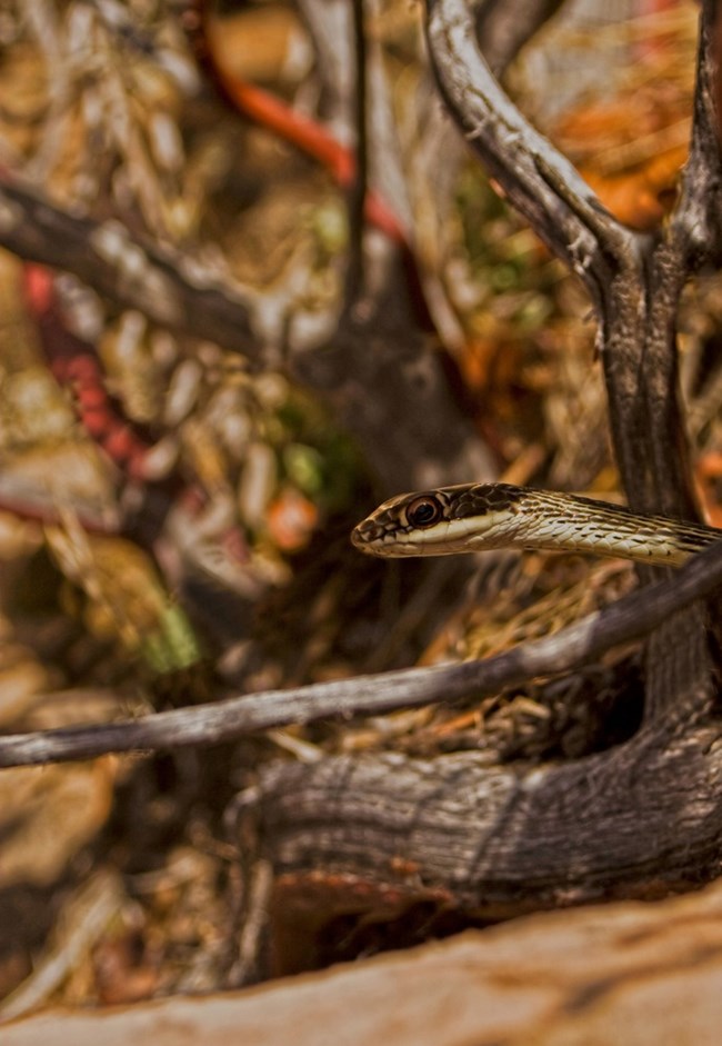 In spring, the striped whipsnake emerges from its burrow to bask in the warming desert sun. A striped whipsnake peeks through desert vegetation.