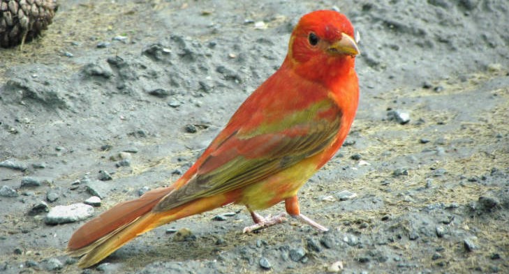 Small, bright orange bird with yellowish underfeathers.