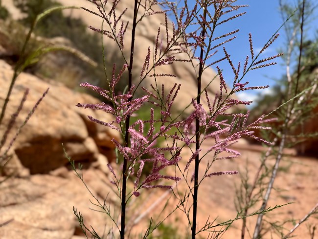 Tamarisk’s dense, feathery foliage and pale pink blooms stand out against arid canyon backdrops, revealing the plant’s invasive hold on southwestern streambeds. Feathery pink tamarisk blooming along a rocky canyon wash