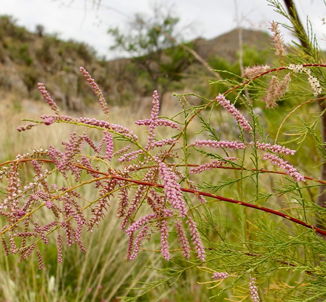Thin tree branch with small pink flowers
