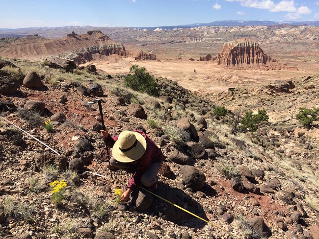 Person in hat crouches to ground, looking closely at plant transect Person in hat crouches to ground, looking closely at plant transect